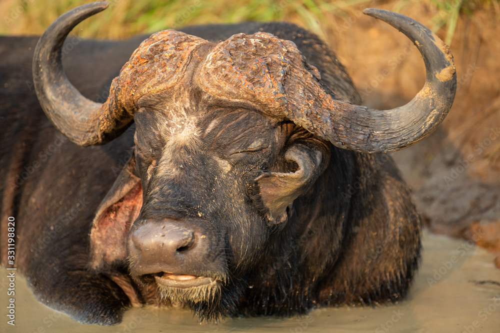 Naklejka premium Cape buffalo herd resting chewing the cud.