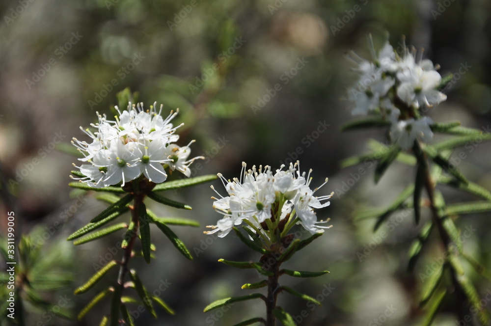White blooming flowers of Ledum palustre in the summer forest. Purity of green wood White blooming flowers of Ledum palustre in the summer forest. Purity of green wood