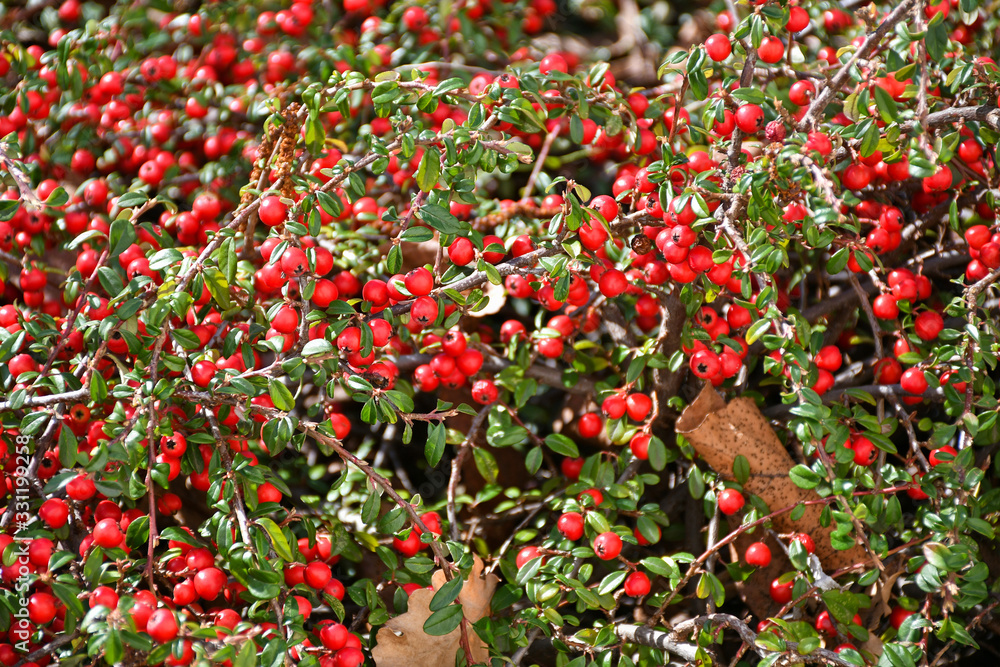 Bush with red berries at spring time
