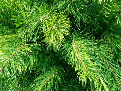 Green fir