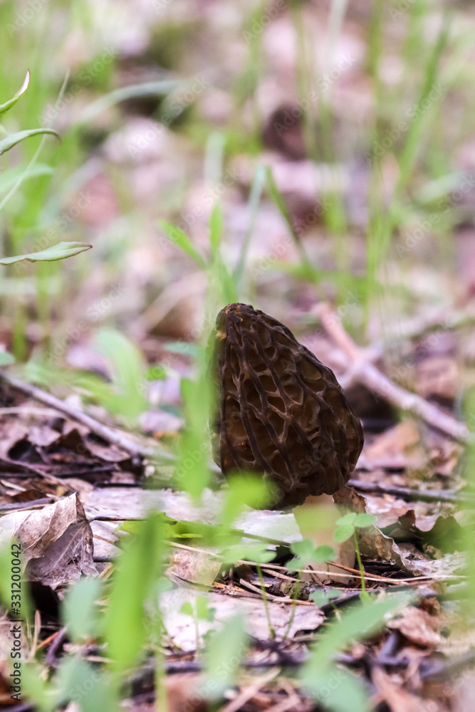 Morchella. Earlier summer in the forest on the island of Yagry in Severodvinsk. A mottled woodpecker on a tree trunk Morchella. Earlier summer in the forest on the island of Yagry in Severodvinsk. A mottled woodpecker on a tree trunk