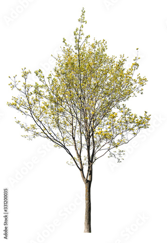 blossoming spring yellow maple on white
