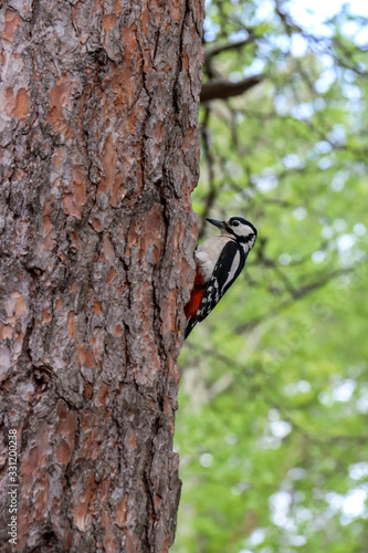 Dendrocopos major. Earlier summer in the forest on the island of Yagry in Severodvinsk. A mottled woodpecker on a tree trunk