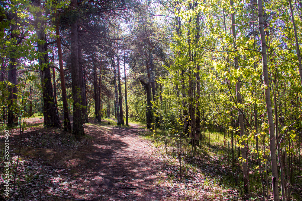 Obraz premium Spring in the pine forest of Yagry island, Severodvinsk. Bright young birch foliage.
