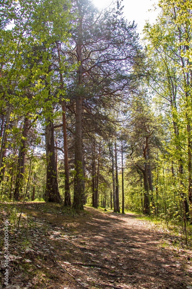 Spring in the pine forest of Yagry island, Severodvinsk. Bright young birch foliage.