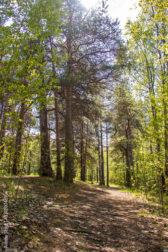 Spring in the pine forest of Yagry island, Severodvinsk. Bright young birch foliage.