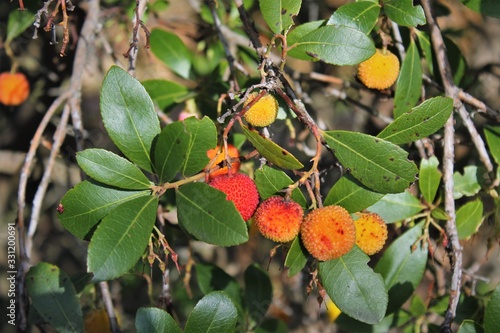 Strawberry tree fruits (Arbutus unedo) an evergreen shrub or small tree in the family Ericaceae, native to the Mediterranean region and western Europe north to western France and Ireland.