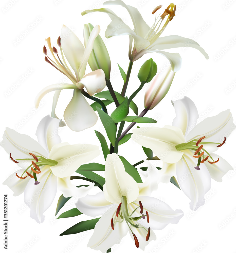 pure white lilly with five blooms