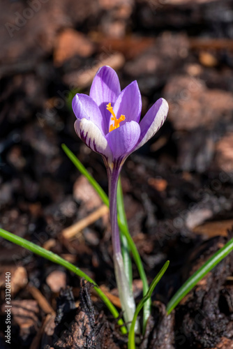 Crocus chrysanthus 'Spring Beauty' a purple springtime flower plant