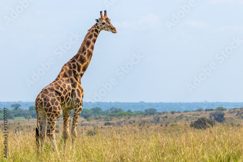 Rothschild's giraffe ( Giraffa camelopardalis rothschildi), Murchison Falls National Park, Uganda. photo