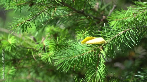 Branches of a fur tree and yellow leaf