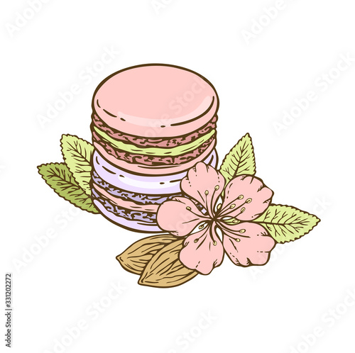 Hand drawn macaroons set wit almond flower and nuts in pastel colors. Traditional French almond cookies. Isolated vector illustration in cute cartoon style for your creativity.