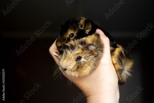 Hold two baby Guinea pigs in your hand.