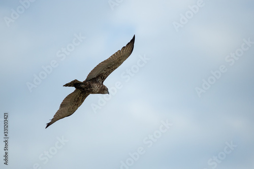 Juvenile brown snake eagle soaring