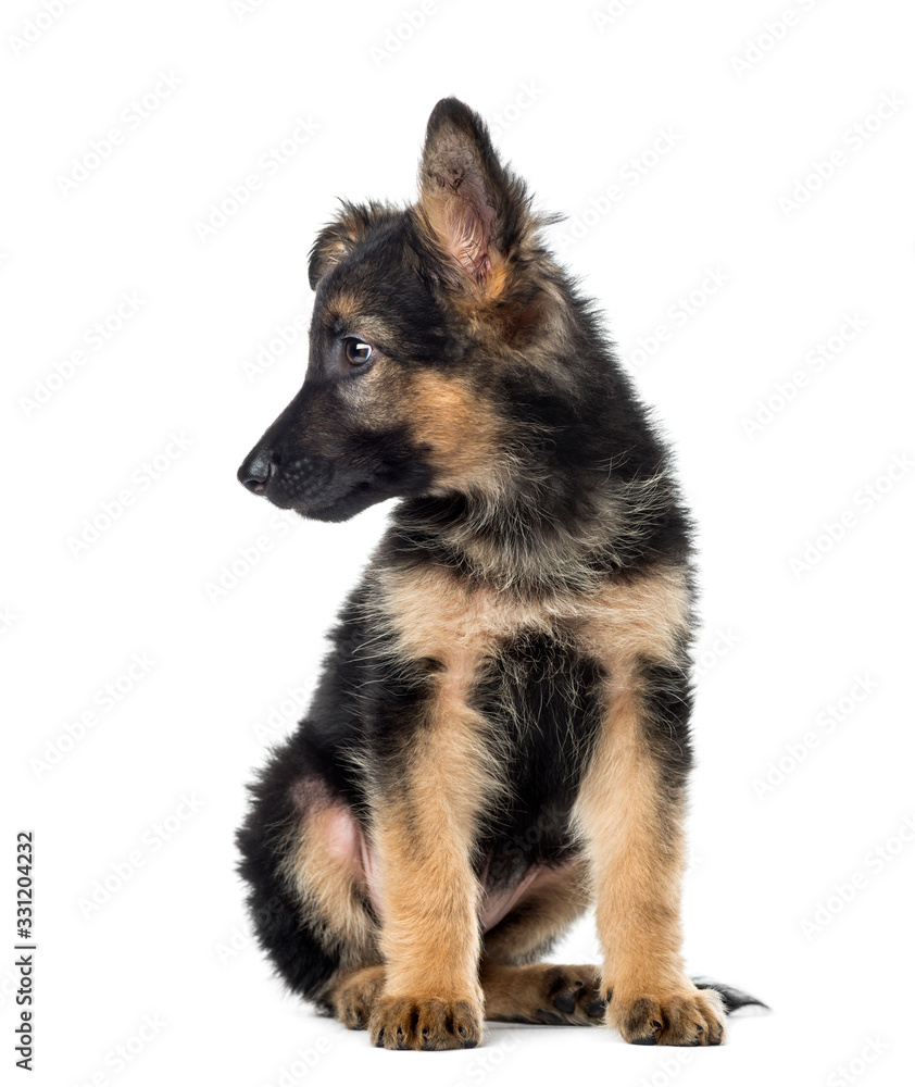 Puppy German Shepherd sitting, 9 weeks old, isolated on white Puppy German Shepherd sitting, 9 weeks old, isolated on white