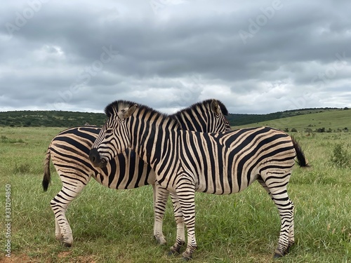 A couple of zebra standing on top of a grass covered field