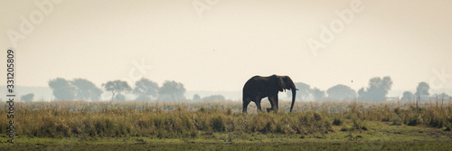 Grazing Elephants 8 photo