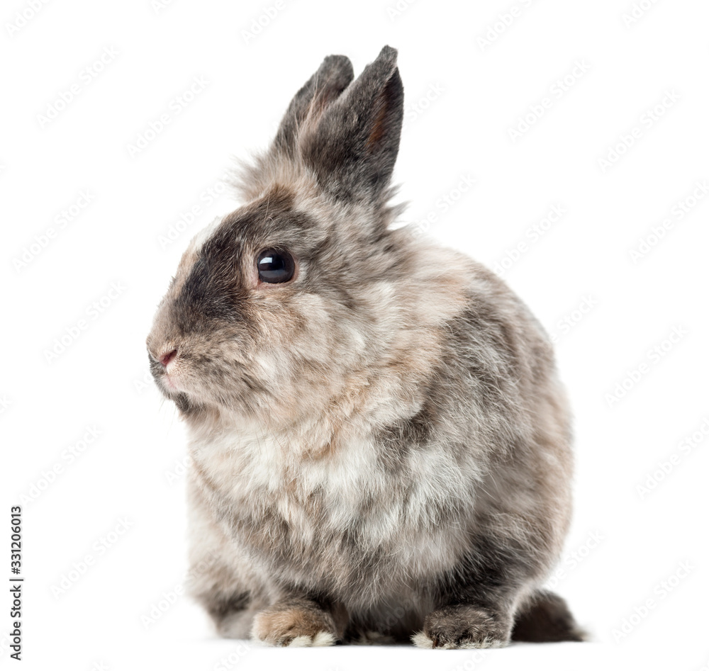 Obraz premium Front view of a domestic rabbit, isolated on white