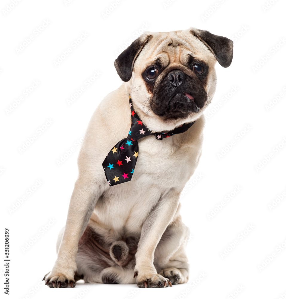 Pug sitting with a festive tie, 14 months old, isolated on white