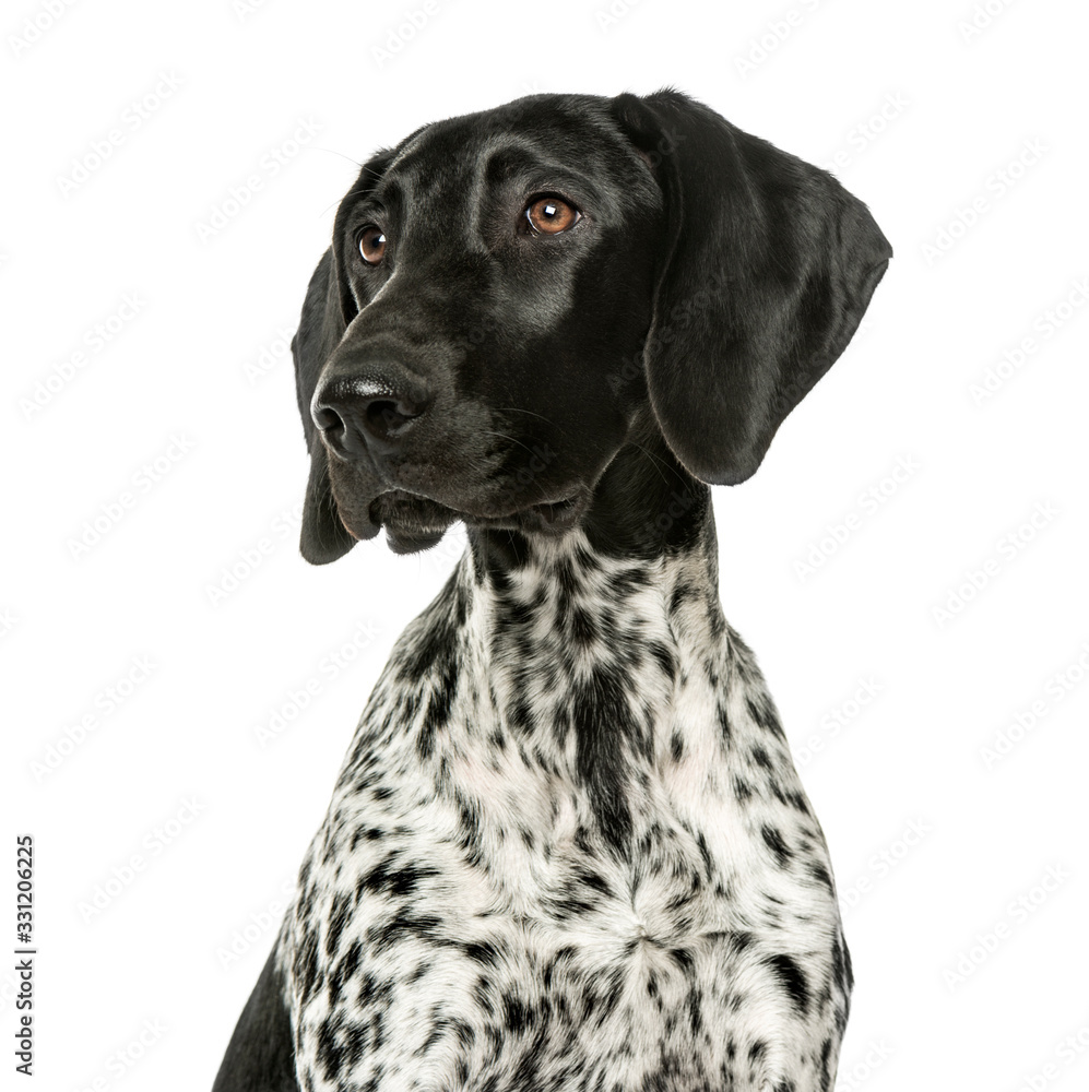 Close-up of a German Shorthaired Pointer puppy, 5 months old, is Close-up of a German Shorthaired Pointer puppy, 5 months old, is