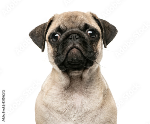 Close-up of a Pug puppy, 3 months old, isolated on white