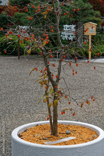 Japan rowan tree in flowerpot. Autumn leaves. Rowan trees. Komagane nagano japan. The middle of september photo