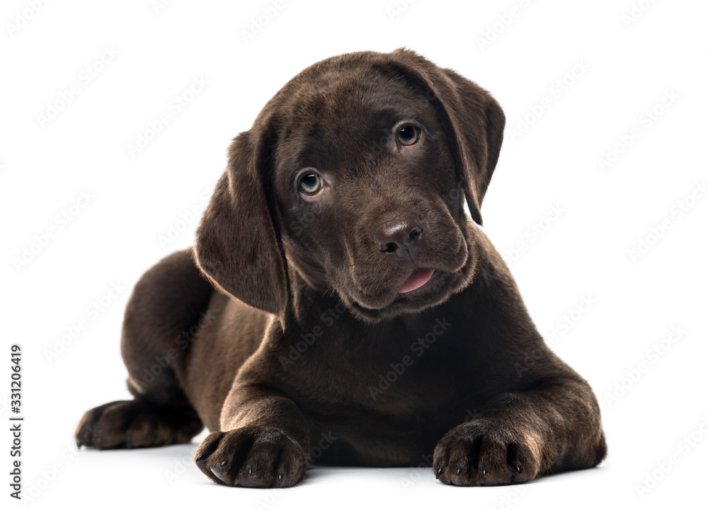 Puppy chocolate Labrador Retriever lying, 3 months old , isolate