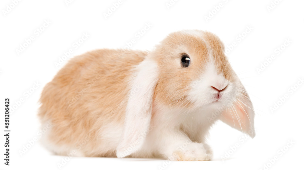 Golden brown Domestic Rabbit , isolated on white Golden brown Domestic Rabbit , isolated on white