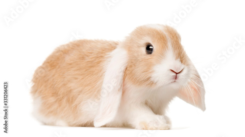 Golden brown Domestic Rabbit , isolated on white