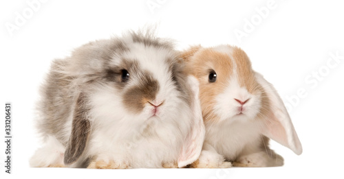 Two domestic rabbits side by side , isolated on white