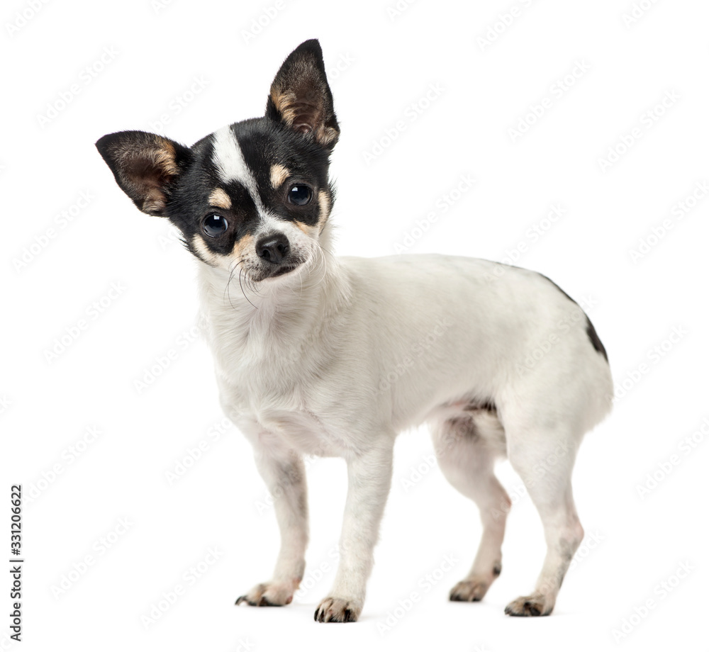 Chihuahua standing , isolated on white
