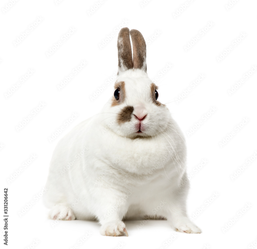 White Rabbit looking at the camera , isolated on white White Rabbit looking at the camera , isolated on white