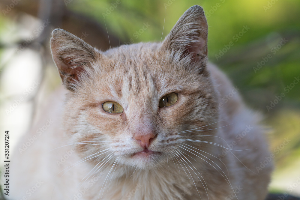 Cute ginger street cat portrait