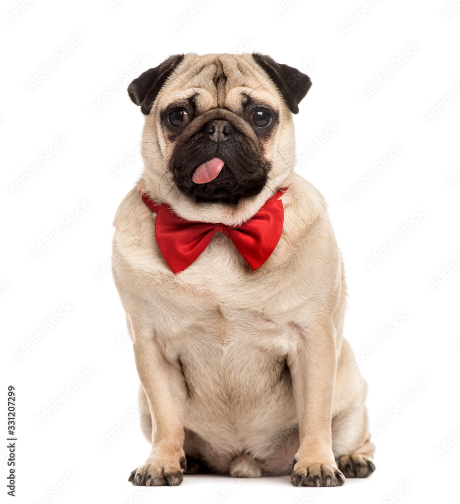 Pug with a red bow tie sitting, isolated on white Pug with a red bow tie sitting, isolated on white