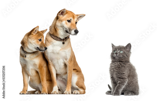 Wallpaper Mural Cat and dogs looking at each other, isolated on white Torontodigital.ca