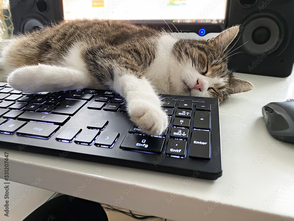 nummer Flad syndrom Cat in home office relaxing on a computer Stock-foto | Adobe Stock