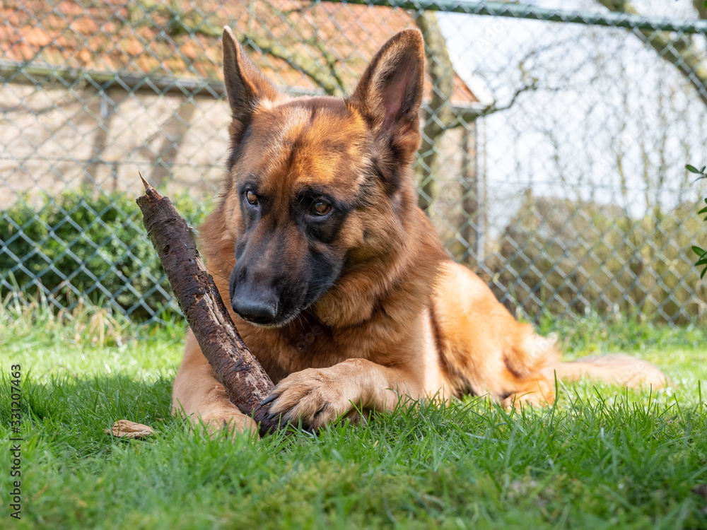 Portrait of a German Shepherd, 3 years old, portrait, in front. LIe down in grass, Friesland the Netherlands Portrait of a German Shepherd, 3 years old, portrait, in front. LIe down in grass, Friesland the Netherlands