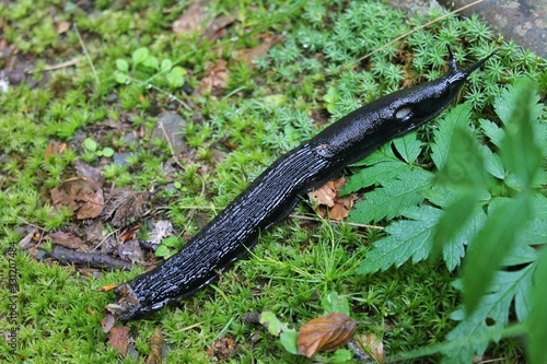 Black slug (Arion ater)  is a large terrestrial gastropod mollusk in the family Arionidae, the round back slugs. 