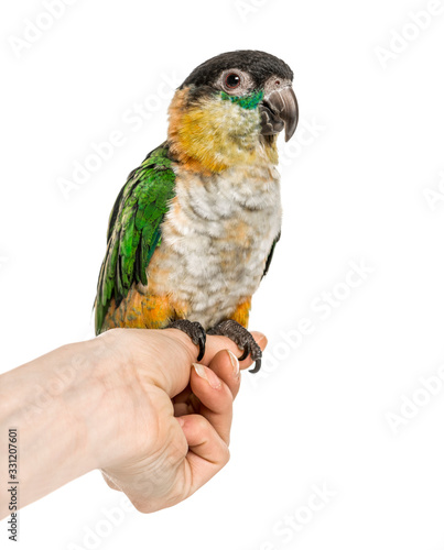 Black-capped parrot perched on human hand, isolated on white