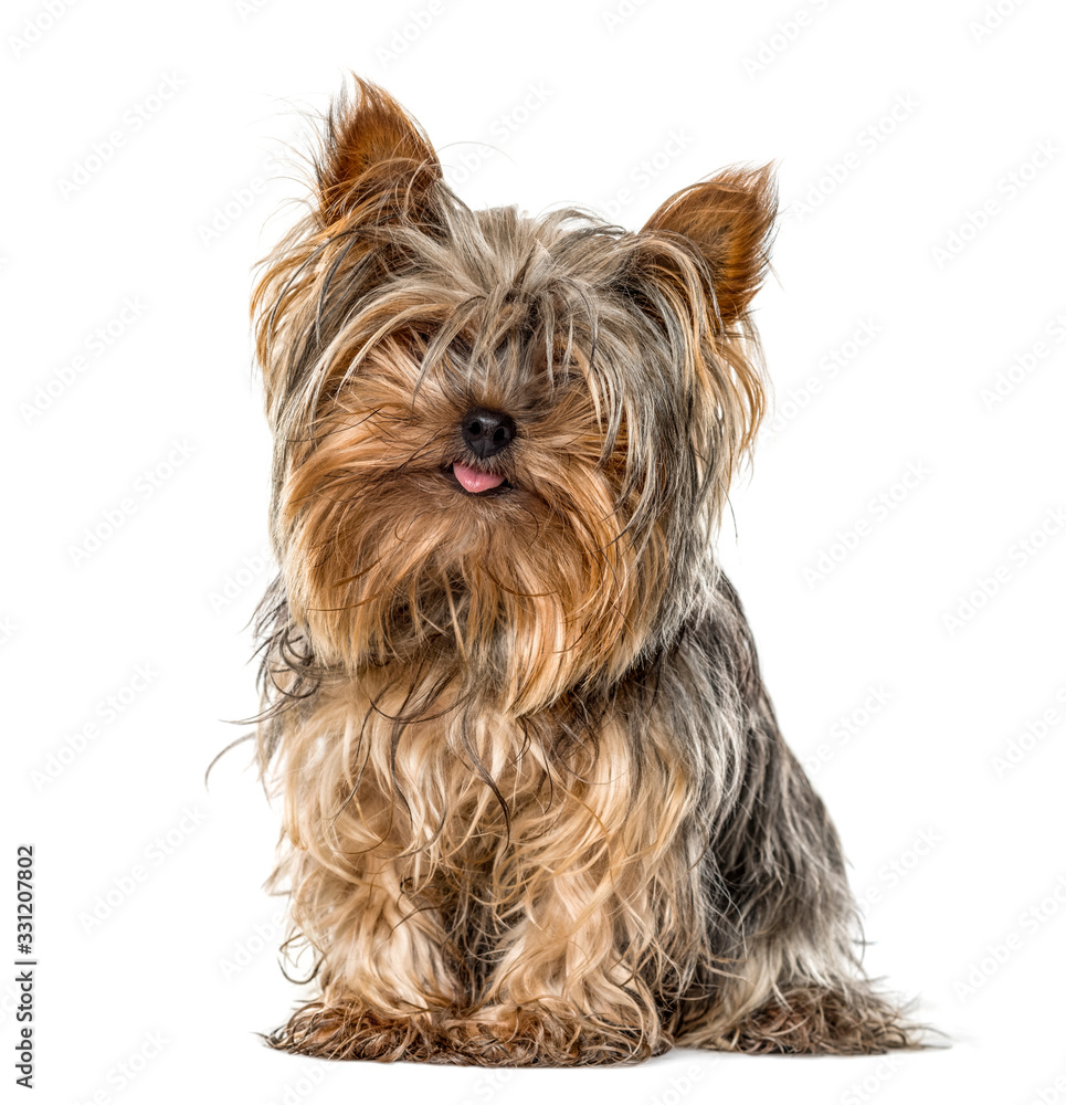 Yorkshire sitting and sticking tongue, isolated on white Yorkshire sitting and sticking tongue, isolated on white