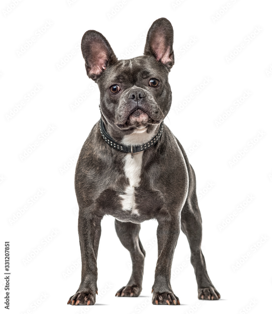 french bulldog standing, isolated on white