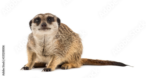 Uncomfortable suricate sitting, isolated on white