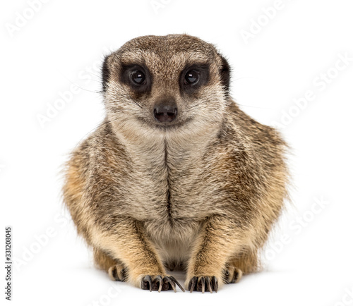 Suricate lying and looking at the camera, isolated on white