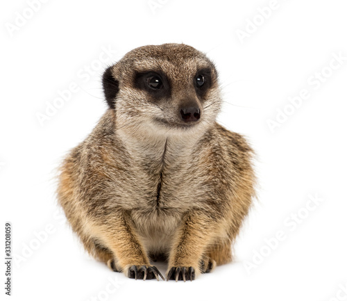 Front view of a suricate lying, isolated on white