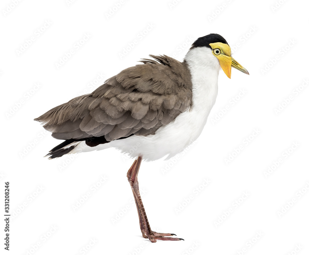 Obraz premium Masked lapwing standing in front of a white background