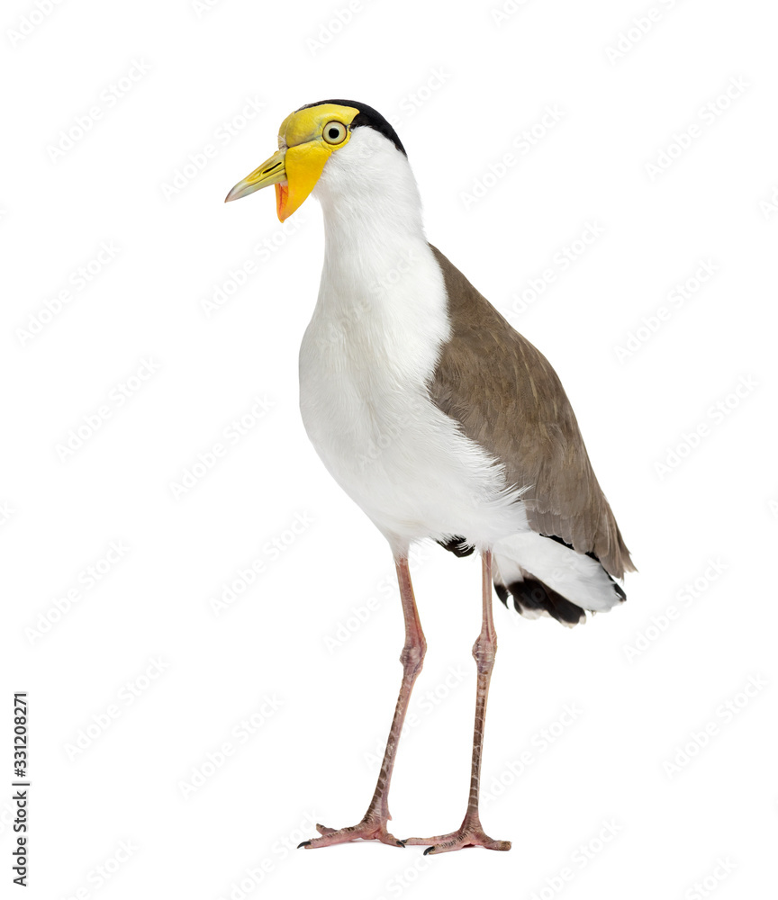 Masked lapwing standing in front of a white background Masked lapwing standing in front of a white background