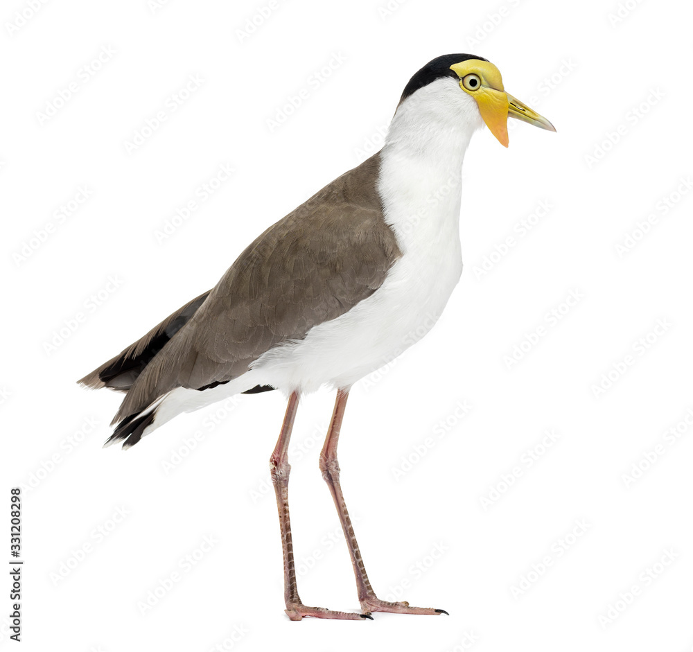 Fototapeta premium Masked lapwing standing in front of a white background