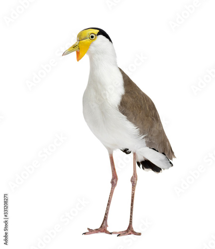 Masked lapwing standing in front of a white background © Eric Isselée