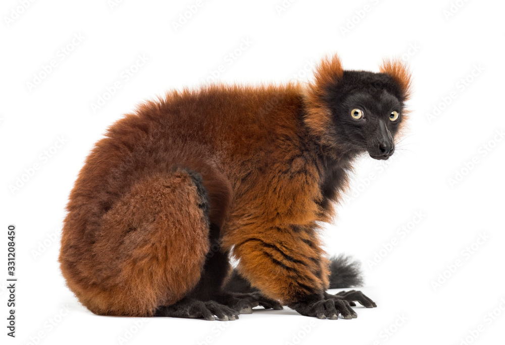 Obraz premium czerwony lemur wari, siedzący, na białym tle