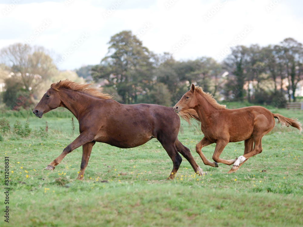 Fototapeta premium Running Herd of Horses